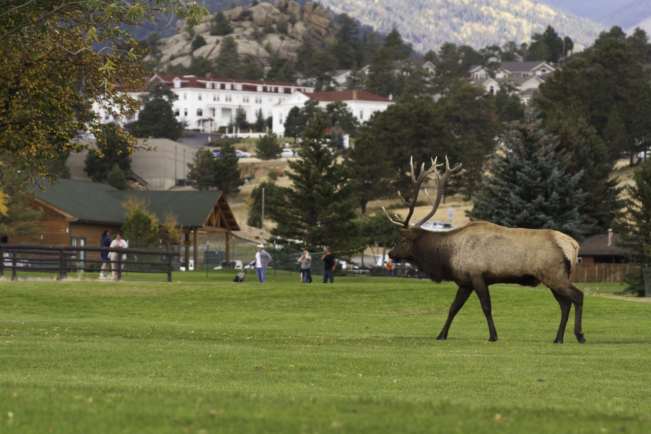 Elk wandering through Golf Course in Estes Park, Colorado.  Stanley Hotel in Background.
